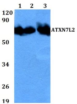 Invitrogen ATXN7L2 Polyclonal Antibody 100 &mu;L; Unconjugated:Antibodies,