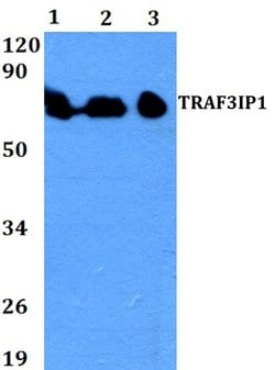 Invitrogen TRAF3IP1 Polyclonal Antibody 100 &mu;L | Buy Online | Invitrogen&trade; | Fisher Scientific