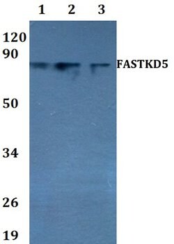 Invitrogen FASTKD5 Polyclonal Antibody 100 &mu;L; Unconjugated:Antibodies,