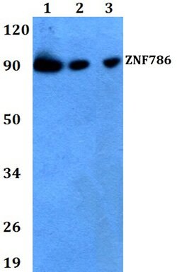 Invitrogen ZNF786 Polyclonal Antibody 100 &mu;L | Buy Online | Invitrogen&trade; | Fisher Scientific