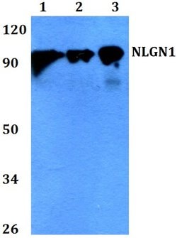 Invitrogen Neuroligin 1 Polyclonal Antibody 100 &mu;L; Unconjugated:Antibodies,