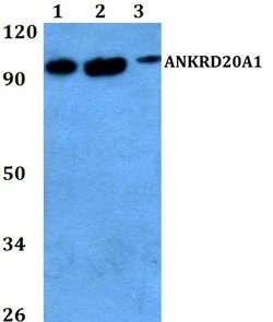 Invitrogen A20A1 Polyclonal Antibody 100 &mu;L; Unconjugated:Antibodies,