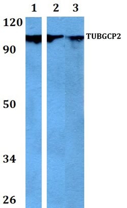 Invitrogen GCP2 Polyclonal Antibody 100 &mu;L; Unconjugated:Antibodies,