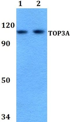 Invitrogen TOP3A Polyclonal Antibody 100 &mu;L; Unconjugated:Antibodies,