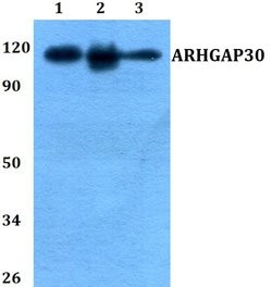 Invitrogen ARHGAP30 Polyclonal Antibody 100 &mu;L; Unconjugated:Antibodies,