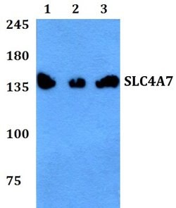 Invitrogen SLC4A7 Polyclonal Antibody 100 &mu;L; Unconjugated:Antikörper