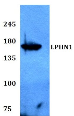 LPHN1 Polyclonal Antibody:Antibodies, Polyclonal