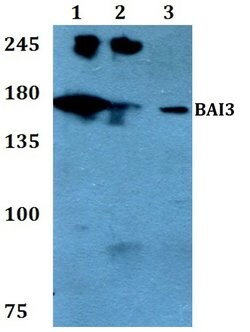 BAI3 Polyclonal Antibody 100 &mu;L | Buy Online | Invitrogen | Fisher Scientific