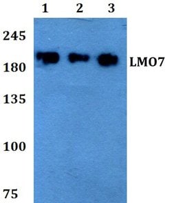 Invitrogen LMO7 Polyclonal Antibody 100 &mu;L; Unconjugated:Antibodies,