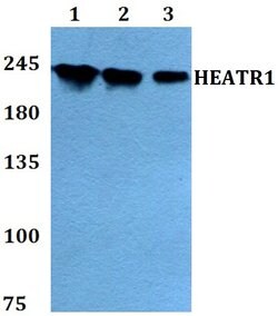 Invitrogen HEATR1 Polyclonal Antibody 100 &mu;L; Unconjugated:Antibodies,