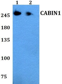 Invitrogen CABIN1 Polyclonal Antibody 100 &mu;L; Unconjugated:Antibodies,