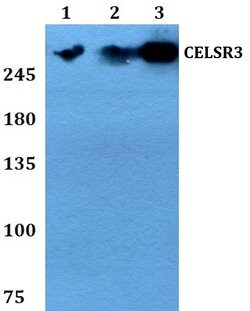 Invitrogen CELSR3 Polyclonal Antibody 100 &mu;L; Unconjugated:Antibodies,
