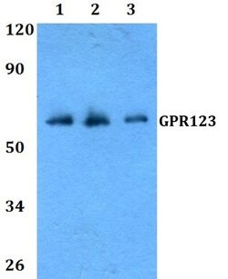Invitrogen GPR123 Polyclonal Antibody 100 &mu;L; Unconjugated:Antibodies,