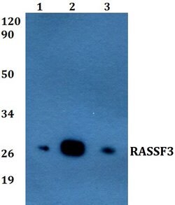 Invitrogen RASSF3 Polyclonal Antibody 100 &mu;L; Unconjugated:Antibodies,