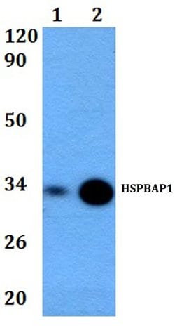 Invitrogen HSPBAP1 Polyclonal Antibody 100 &mu;L; Unconjugated:Antibodies,
