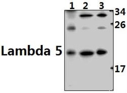 Invitrogen CD179b Polyclonal Antibody 100 &mu;L; Unconjugated:Antibodies,