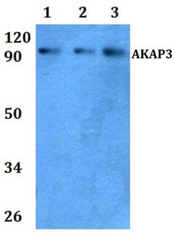 Invitrogen AKAP3 Polyclonal Antibody 100 &mu;L; Unconjugated:Antibodies,
