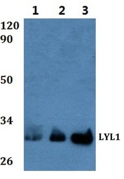 Invitrogen LYL1 Polyclonal Antibody 100 &mu;L; Unconjugated:Antibodies,