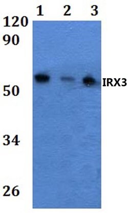 Invitrogen IRX3 Polyclonal Antibody 100 &mu;L; Unconjugated:Antibodies,
