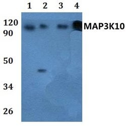 Invitrogen MLK2 Polyclonal Antibody 100 &mu;L; Unconjugated:Antibodies,