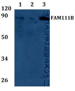 Invitrogen FAM111B Polyclonal Antibody 100 &mu;L; Unconjugated:Antibodies,