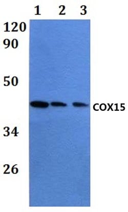 Invitrogen COX15 Polyclonal Antibody 100 &mu;L; Unconjugated:Antibodies,