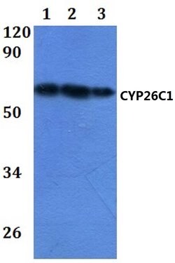 Invitrogen CYP26C1 Polyclonal Antibody 100 &mu;L; Unconjugated:Antibodies,