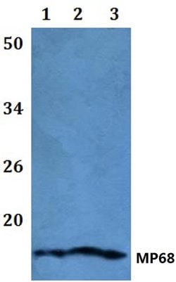 Invitrogen MP68 Polyclonal Antibody 100 &mu;L | Buy Online | Invitrogen&trade; | Fisher Scientific