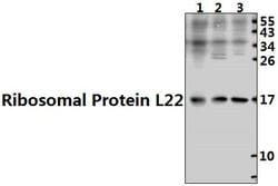 Invitrogen RPL22 Polyclonal Antibody 100 &mu;L; Unconjugated:Antibodies,