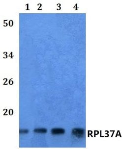 Invitrogen RPL37A Polyclonal Antibody 100 &mu;L | Buy Online | Invitrogen&trade; | Fisher Scientific