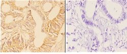 Invitrogen ABHD4 Polyclonal Antibody 100 &mu;L; Unconjugated:Antibodies,