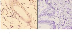 Invitrogen ACOT9 Polyclonal Antibody 100 &mu;L | Buy Online | Invitrogen&trade; | Fisher Scientific