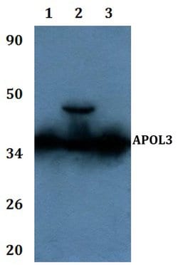 Invitrogen Apolipoprotein L3 Polyclonal Antibody 100 &mu;L | Buy Online | Invitrogen&trade; | Fisher Scientific