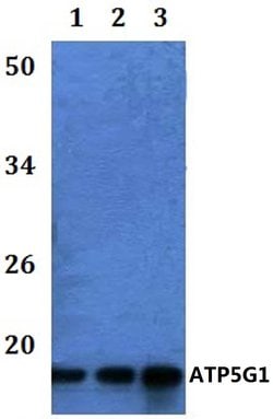 Invitrogen ATP5G1 Polyclonal Antibody 100 &mu;L; Unconjugated:Antibodies,