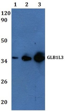 Invitrogen GLB1L3 Polyclonal Antibody 100 &mu;L; Unconjugated:Antibodies,