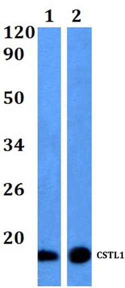Invitrogen CSTL1 Polyclonal Antibody 100 &mu;L; Unconjugated:Antibodies,