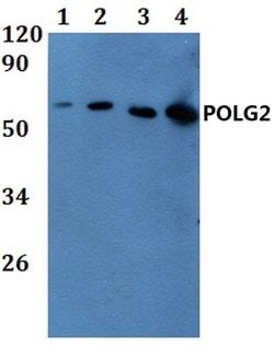 Invitrogen POLG2 Polyclonal Antibody 100 &mu;L; Unconjugated:Antibodies,