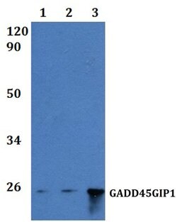 Invitrogen GADD45GIP1 Polyclonal Antibody 100 &mu;L; Unconjugated:Antibodies,