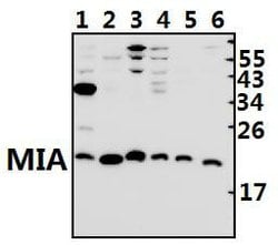 Invitrogen MIA Polyclonal Antibody 100 μL; Unconjugated:Antibodies,