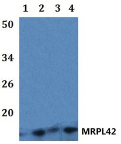 MRPL42 Polyclonal Antibody:Antibodies, Polyclonal