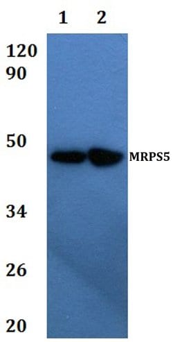 Invitrogen MRPS5 Polyclonal Antibody 100 &mu;L; Unconjugated:Antibodies,