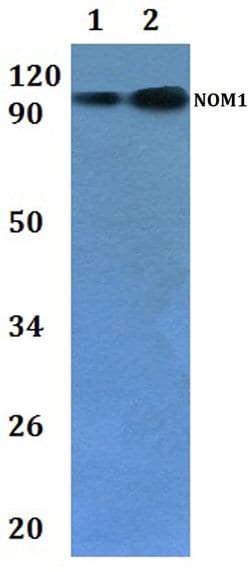 Invitrogen NOM1 Polyclonal Antibody 100 &mu;L; Unconjugated:Antibodies,