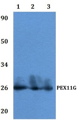 Invitrogen PEX11G Polyclonal Antibody 100 &mu;L; Unconjugated:Antibodies,