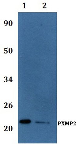 Invitrogen PXMP2 Polyclonal Antibody 100 &mu;L; Unconjugated:Antibodies,
