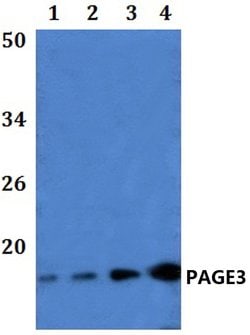Invitrogen PAGE3 Polyclonal Antibody 100 &mu;L; Unconjugated:Antibodies,