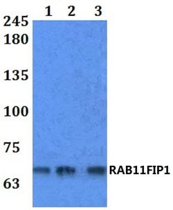 Invitrogen RAB11FIP1 Polyclonal Antibody 100 &mu;L; Unconjugated:Antibodies,