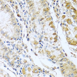 Invitrogen RNASE13 Polyclonal Antibody 100 &mu;L; Unconjugated:Antibodies,