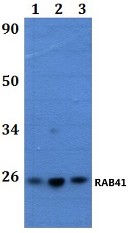 Invitrogen RAB41 Polyclonal Antibody 100 &mu;L; Unconjugated:Antibodies,