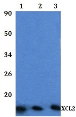 Invitrogen XCL2 Polyclonal Antibody 100 &mu;L; Unconjugated:Antibodies,