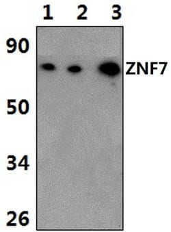 Invitrogen ZNF7 Polyclonal Antibody 100 &mu;L; Unconjugated:Antibodies,